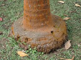 Image result for Acanthophoenix rubra