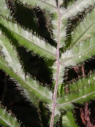 Image result for Trichomanes