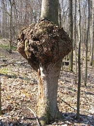 Pin By I M Your Rag Doll On Geology Archeology Ii Burled Wood Tree Burl Wood Turning