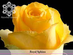 Wow with the perfect bouquet! Herradura Growers Tenancigo Degollado Estado De Mexico