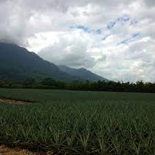 Check spelling or type a new query. Pineras Montecristo El Porvenir Honduras Beach Architecture Favorite Places Natural Landmarks