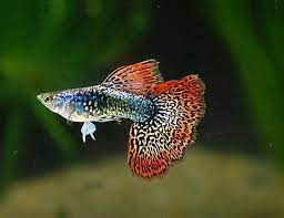 35 different types of guppies in the world with beautiful pictures guppy fish guppy aquarium fish