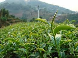 Bisa dikatakan chia seed ini berkualitas bagus. What Is Chia Seed In Nepali Trending Net Nepal