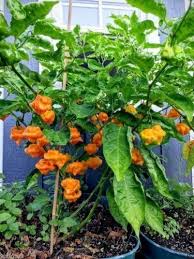 A few of my scotch bonnets are ripe! Pin On Jamaican Trinidad Caribbean