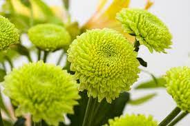 The number of flowers and fruit per bract varies between lime species but they are all arranged in a branched. Top 10 Green Flowers Interflora