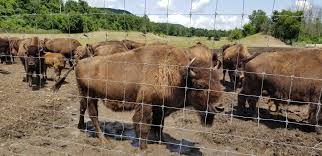 Hidden in the heart of the northern wasatch mountains, west canyon ranch, a guaranteed hunting ranch in utah, is 4,000 acres of breathtaking scenery. Mud Creek Bison Ranch Savona Ny 14879