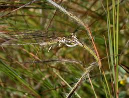 Image result for Heteropogon melanocarpus