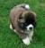 Alaskan Malamute Akita