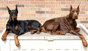 Every puppy is excellent with small children and very protective of their loved ones. Valor Dobermans