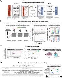 This video is a walkthrough of level 309 of brain test game with english explanation. Evolutionary Conservation And Divergence Of The Human Brain Transcriptome Genome Biology Full Text