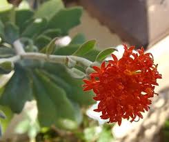 Image result for Kleinia fulgens