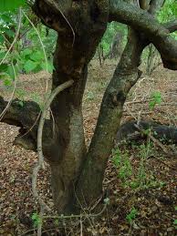 Image result for Croton megalobotrys
