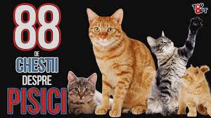 Esti o persoana foarte sensibila, in ciuda aparentei de om dur. Ce InseamnÄ Numele TÄu 188 De Nume Explicate Youtube