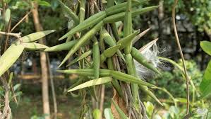 Image result for Kanahia laniflora