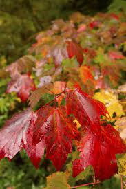 The acer maple tree has seed pods designed to spin like little helicopter blades. 501 Maple Seedling Photos Free Royalty Free Stock Photos From Dreamstime