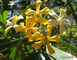 Image result for Hymenosporum