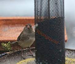 Feeding Birds Niger Seeds Part Two Bird Feeders Niger Seed Seeds