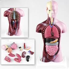 The torso or trunk is an anatomical term for the central part, or core, of many animal bodies (including humans) from which extend the neck and limbs. 28cm Human Torso Anatomy Model Viscera Heart Brain Skeleton Medical Teaching Props Buy At A Low Prices On Joom E Commerce Platform