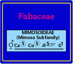 Image result for Fabaceae subfamily Mimosoideae