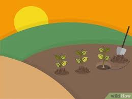 We did not find results for: 3 Ways To Grow A Chilli Plant From A Seed Wikihow