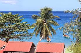 800 martinique island stock video clips in 4k and hd for creative projects. Hd Wallpaper Martinique Island Beach Landscape Ocean Caribbean Tree Wallpaper Flare