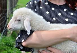 We did not find results for: Farmyard Experiences For City Kids Sydney Mums Group