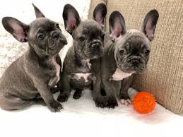 99% of dog owners will make these 7 mistakes when raising their french bulldog. French Bulldog Puppies Cost Australia Crazypurplemama