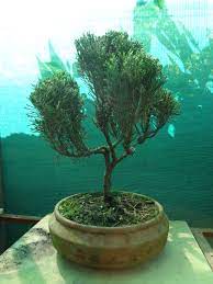Status Of Bonsai In Nepal Bonsai Sansar