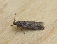 Image result for Teleiopsis diffinis