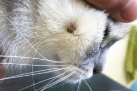 Of the several hundred tick species it is important to protect your cat from tick bites if you live in an area that is known to be home to any tick species. Flea Tick Treatment For Cats Animal Clinic Of Billings