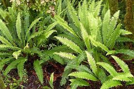 Image result for Blechnaceae