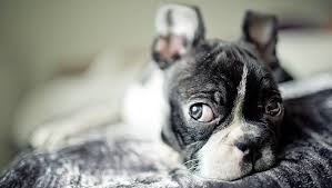 Pictures of boston terrier puppies. Boston Terrier Puppies Cute Pictures And Facts Dogtime