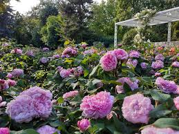 Nem változott egy év alatt karácsony gergely főpolgármester vagyona a fővárosi közgyűlés tagjainak nyilvános vagyonnyilatkozata alapján: Rozsakert A Fovaros Sziveben A Karacsony Gergely Facebook