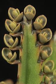 Kalanchoe Daigremontiana Plantlets On Leaves Cacti And Succulents Planting Succulents Succulent Gardening