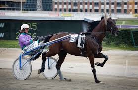The horse should be healthy with straight legs, good hooves, flexible, athletic and a strong back. Harness Racing Wikipedia