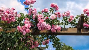 Pflanzen sie ihre containerrosen so schnell wie möglich, um das verdrehen der wurzeln innerhalb des kübels zu verhindern. Kletterrosen Pflanzen Pflegen Und Schneiden Ndr De Ratgeber Garten Zierpflanzen