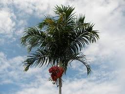 Image result for Carpentaria