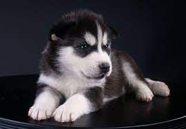 Bei welpen.de finden sie ausgewählte hundezüchter. Seriose Husky Zuchter Finden Meinhusky De
