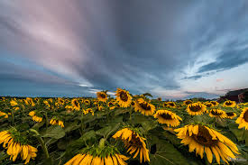Sunflower field under blue sky, bloom, blossom, desktop backgrounds. Wallpaper Flower Sky Yellow Sunflower Field Cloud Landscape Morning Flowering Plant Daisy Family Wildflower Computer Wallpaper Meteorological Phenomenon Meadow 1800x1198 921997 Hd Wallpapers Wallhere