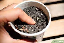 The plants are allowed to flower and develop seeds over the course of a full season. How To Grow Herb Gardens From Seed 6 Steps With Pictures
