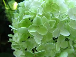 Maybe you would like to learn more about one of these? How To Care For Limelight Hydrangea Lime Green Growing Tips Hydrangea Tree Care