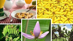 We did not find results for: 12 Tasty Varieties Of Bananas In India Kuntala S Travel Blog