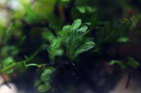 Image result for Crepidomanes fallax