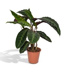 Image result for Marantaceae