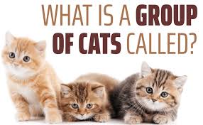 A group of cats are called? What Is A Group Of Cats Called Bestcatart Com