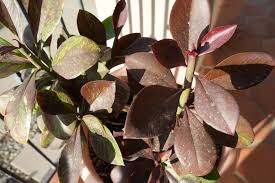 Image result for Euphorbia umbellata