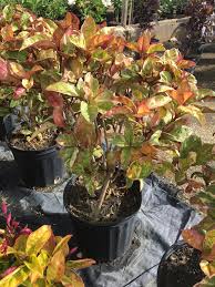 Image result for Eranthemum