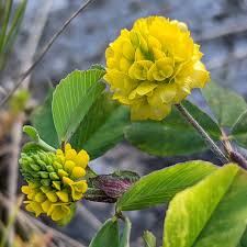 Image result for Trifolium campestre
