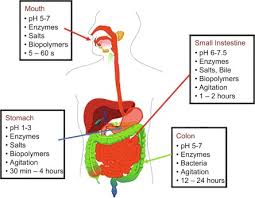 Food digestion time chart pdf. In Vitro Digestion An Overview Sciencedirect Topics