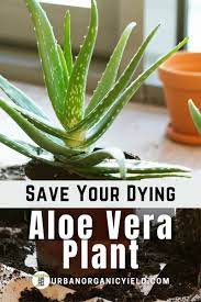 Why Is My Aloe Plant Turning Brown Aloe Vera Plant Aloe Plant Aloe Vera Plant Indoor